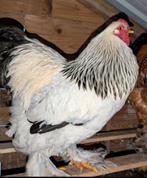 BRAHMA Haan zoekt goed thuis. ( Niet voor de slacht), Dieren en Toebehoren, Pluimvee, Mannelijk, Kip