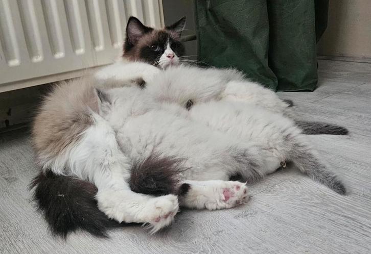 100% Ragdoll kittens – met enting & dierenartscheck, Dieren en Toebehoren, Katten en Kittens | Raskatten | Langhaar