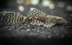 Ancistrus Longfin, Dieren en Toebehoren, Vissen | Aquariumvissen, Vis