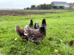 Barnevelder kippen Blauw dubbel gezoomd gesekst en ingeënt, Vrouwelijk, Kip