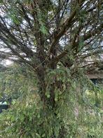 Taxus boom, Tuin en Terras, Planten | Bomen, Ophalen, Bloeit niet, Overige soorten