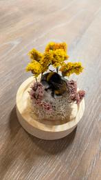 Hommel opgezet in stopje, Ophalen, Nieuw, Insect, Opgezet dier
