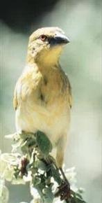 Grote textorwever pop te koop gevraagd voor buiten volière, Vrouwelijk