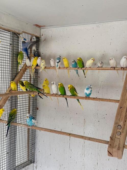 35 grasparkieten.Zie omschrijving., Dieren en Toebehoren, Vogels | Parkieten en Papegaaien, Parkiet, Meerdere dieren