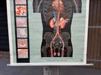 Vintage schoolplaat anatomie “Die Blutdrüsen Menschen” 1958, Ophalen of Verzenden