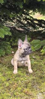 Mooie Franse Bulldog Meisjes - Unieke Kleuren, Dieren en Toebehoren, Honden | Bulldogs, Pinschers en Molossers, Rabiës (hondsdolheid)