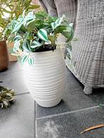 Grote bloempot evt met nepplant, Rond, Binnen, Zo goed als nieuw, Aardewerk