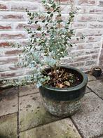 Eucalyptus incl pot, Tuin en Terras, Volle zon, 100 tot 250 cm, Zomer, Overige soorten