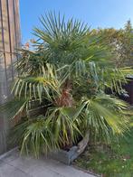 Binnen 2 dagen Palmboom 240cm - Zelf uitgraven Almere Haven, Bloeit niet, 250 tot 400 cm, Palmboom, Ophalen
