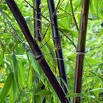 Diverse soorten bamboe geel groen zwart klein groot plant, Tuin en Terras, Ophalen, Zomer, Volle zon