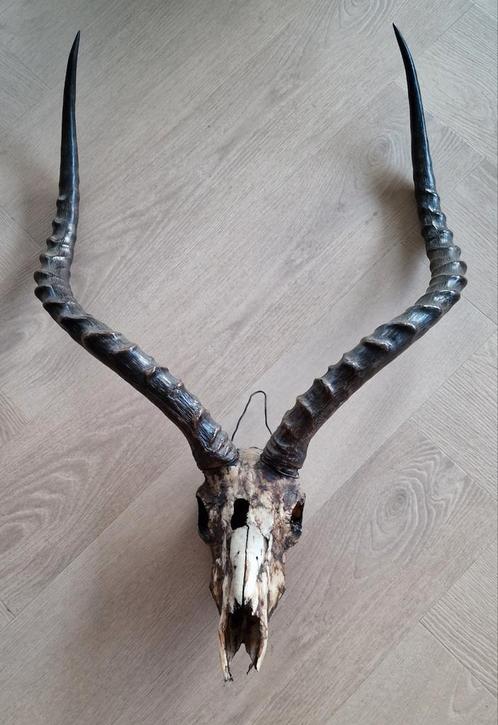 Impala gewei, Verzamelen, Dierenverzamelingen, Gebruikt, Gewei of Kop, Hert, Ophalen