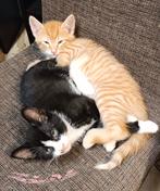 2 kittens, Dieren en Toebehoren, Katten en Kittens | Overige Katten, Kater, Kortharig, 0 tot 2 jaar