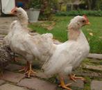 2 Serama haan kuikens, gratis, Dieren en Toebehoren, Pluimvee, Mannelijk, Kip