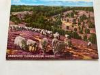 Farbfoto. Ansichtkaart Lüneburger Heide - Schapen, Ophalen of Verzenden, 1940 tot 1960, Gelopen, Duitsland