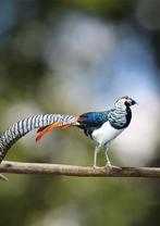 Lady Amherst fazant | Deskundig advies | prachtige dieren, Meerdere dieren, Overige soorten