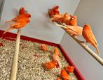 Gezocht verschillende soorten vogels, Dieren en Toebehoren, Meerdere dieren, Kleurkanarie