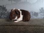Us teddy cavia broertjes, September, Mannelijk, Cavia