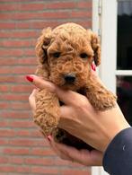 Lief nestje Labradoodle Medium pups zoekt een warm thuis, Rabiës (hondsdolheid), Overige rassen, 8 tot 15 weken, Meerdere