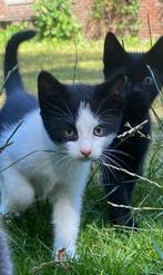 SPOED 2 lieve katers kittens, Kater, Kortharig, 0 tot 2 jaar