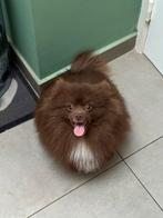 Pomeriaan, Dieren en Toebehoren, Honden | Poolhonden, Keeshonden en Oertypen, België, Particulier, Reu, 1 tot 2 jaar