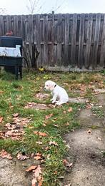 Beagle, Ophalen of Verzenden