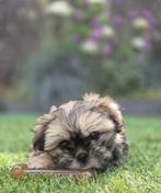 Boomer pup (shih tzu / pomeriaan), Overige rassen, 8 tot 15 weken, Teef, Eén hond