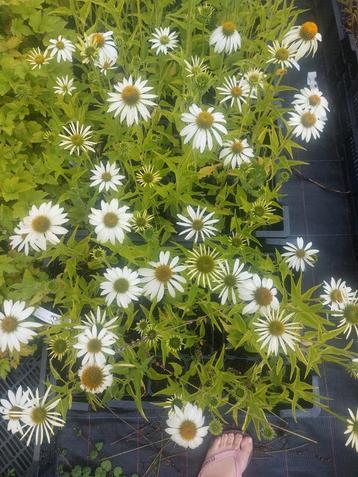 Echinacea purpurea white swan beschikbaar voor biedingen