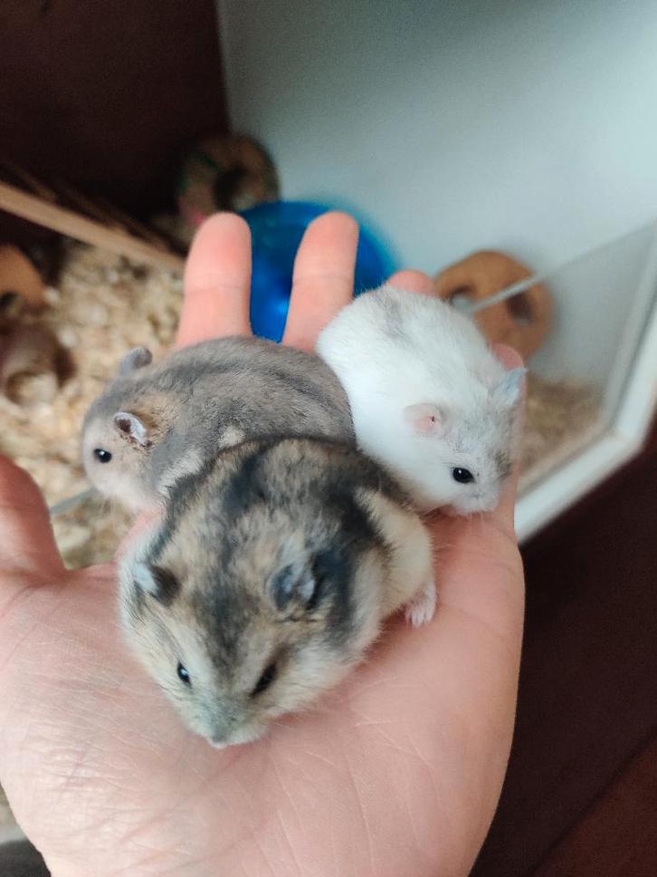 Tamme lieve dwerghamsters uit het hamsterhuis, Dieren en Toebehoren, Knaagdieren, Meerdere dieren, Hamster, November, Tam