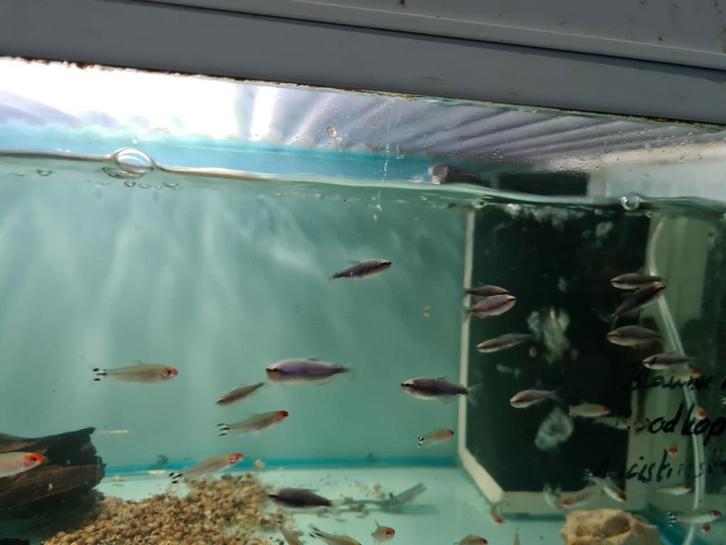 Blauwe keizertetra, Inpaichthys Kerri Super Blue, Dieren en Toebehoren, Vissen | Aquariumvissen, Zoetwatervis, Vis