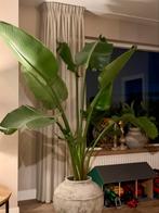Strelitzia nicolai xxl, Ophalen, 200 cm of meer, Overige soorten, Halfschaduw