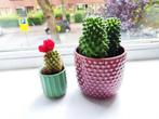 Twee cactussen inclusief pot, Ophalen, Zo goed als nieuw, Rond, Minder dan 25 cm