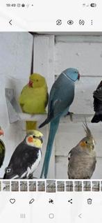 Diverse kromsnavels, Meerdere dieren, Parkiet