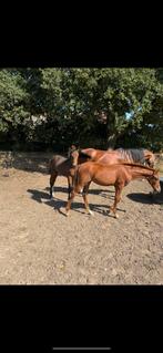 2 mooie hengstveulens v. Miami Turfhorst en One Milion, Dieren en Toebehoren, Niet van toepassing, Dressuurpaard, 0 tot 2 jaar