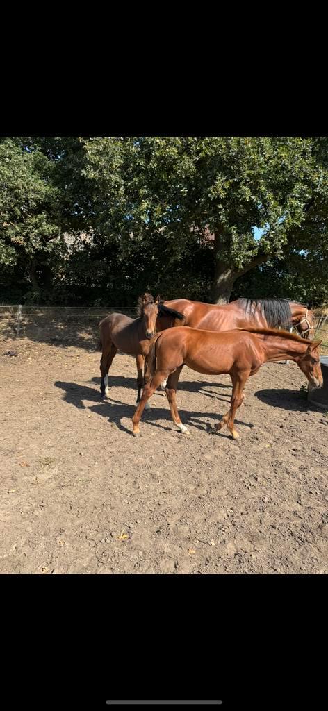 2 mooie hengstveulens v. Miami Turfhorst en One Milion, Dieren en Toebehoren, Paarden, Hengst, Niet van toepassing, 0 tot 2 jaar