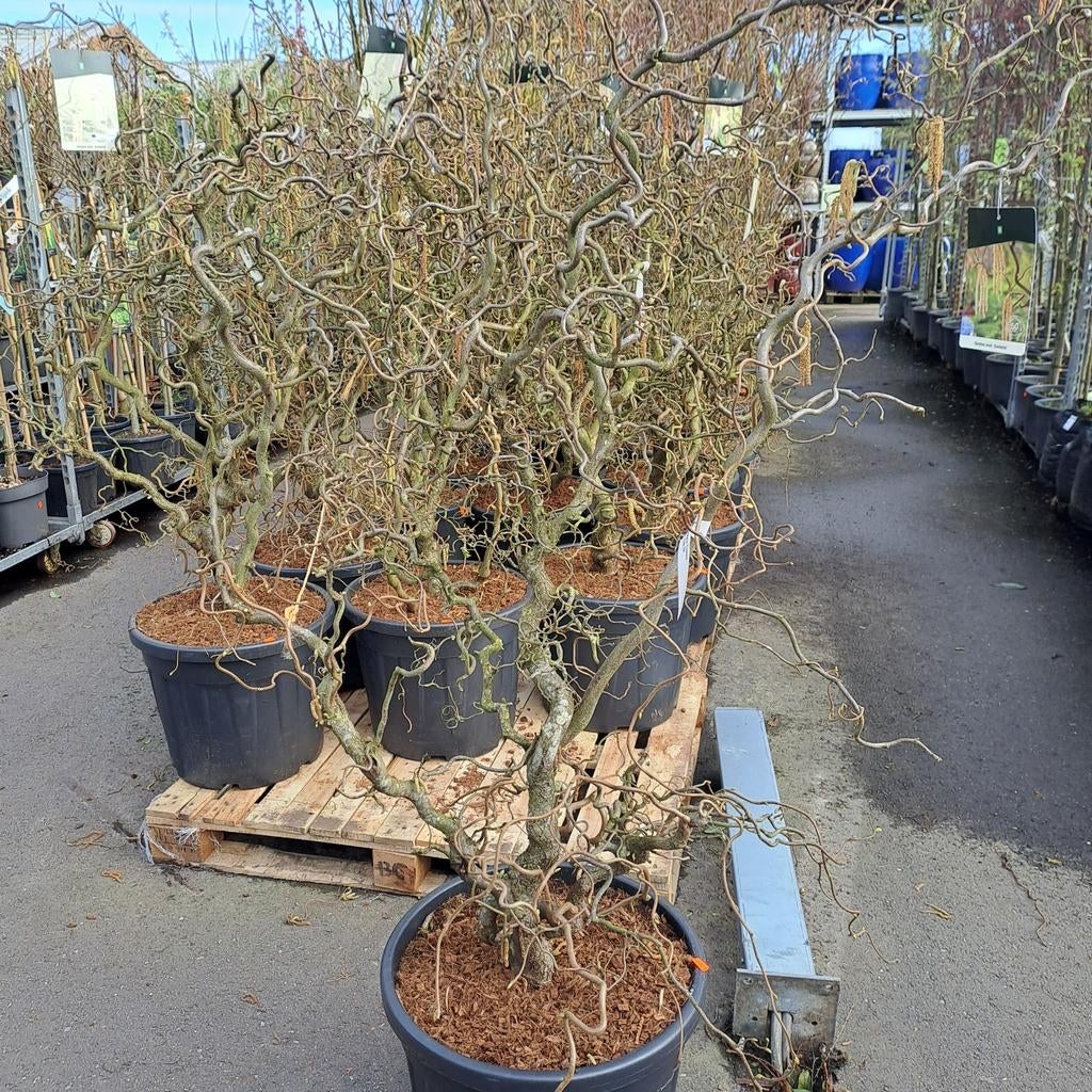 Corylus a. 'Contorta' hazelaar, Tuin en Terras, Planten | Bomen, Ophalen