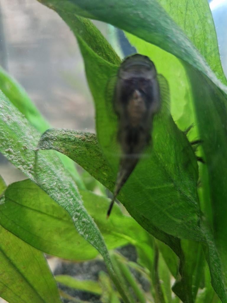 2st beaufortia chinese algeneters, Ophalen