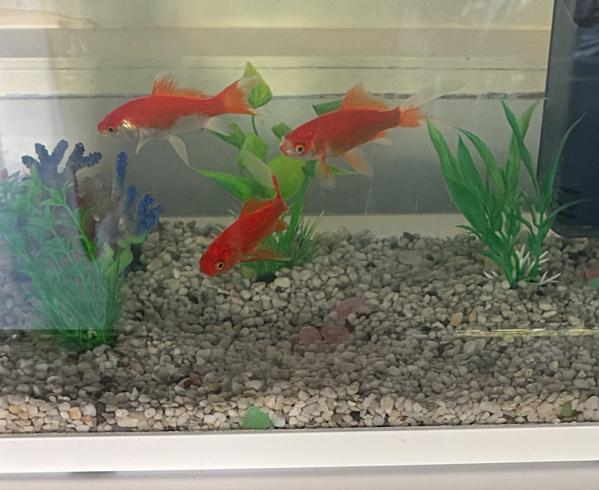 Te koop 3 goudvissen zonder visbak, Dieren en Toebehoren, Vis