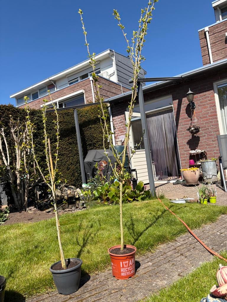 Paarse Hibiscus en Vlinderstruik planten, Tuin en Terras, Planten | Tuinplanten, Volle zon, Vaste plant, Zomer, Ophalen