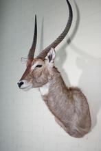 waterbok antilope  taxidermy opgezette, Ophalen, Zo goed als nieuw, Hert, Gewei of Kop