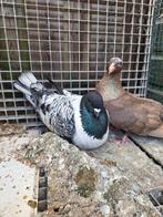 Mooi koppel grote duiven, Dieren en Toebehoren, Meerdere dieren, Overige soorten