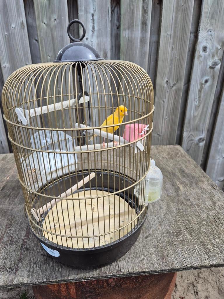 Kanarie man, Dieren en Toebehoren, Ophalen, Zo goed als nieuw, Metaal, Vogelkooi
