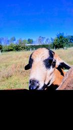 Barbados Black Belly Schapen, Dieren en Toebehoren, Schapen, Geiten en Varkens, Meerdere dieren, Schaap