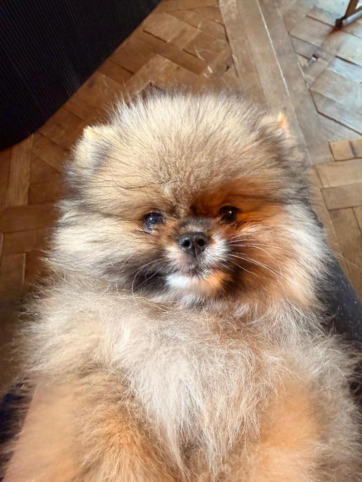 FCI stamboom BEAR Face, Dieren en Toebehoren, Honden | Poolhonden, Keeshonden en Oertypen, Reu, Keeshond, Fokker | Hobbymatig