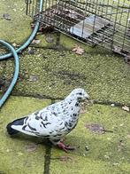 Duiven kroppers/postduiven, Meerdere dieren, Postduif