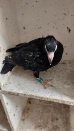 Zwarte duif, Vrouwelijk, Parkiet, Geringd