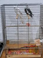 Valkparkieten koppeltje witmasker en albino grijs met kooi, Dieren en Toebehoren, Vogels | Parkieten en Papegaaien