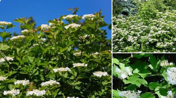 Gratis af te halen: 100+ struiken, Tuin en Terras, Ophalen, Overige soorten, Struik, 100 tot 250 cm