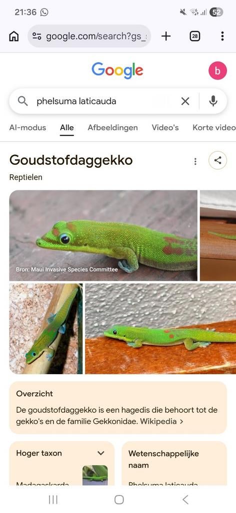Gezocht Phelsuma laticauda, Dieren en Toebehoren, Slang, 0 tot 2 jaar