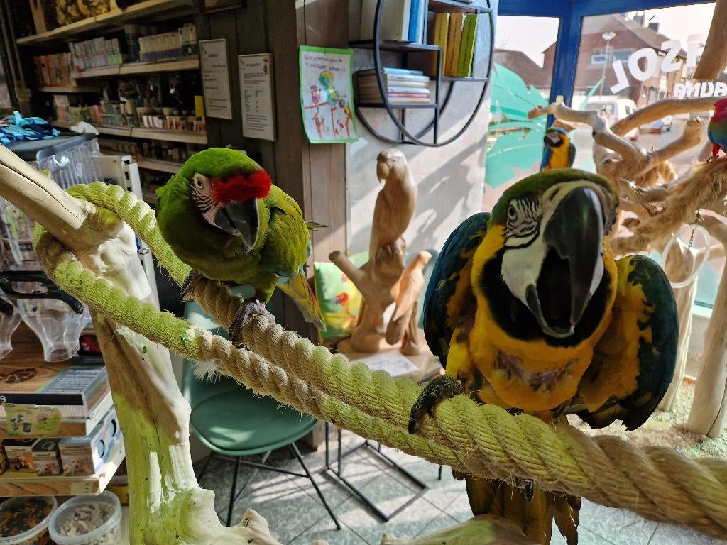 tam koppel ara blauw gele man en soldaten pop, Mannelijk, Papegaai, Geringd