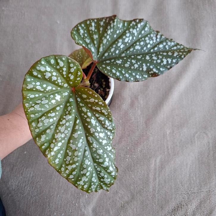 Begonia Corallina de Lucerna plant, Huis en Inrichting, Kamerplanten, Minder dan 100 cm, Halfschaduw, Ophalen of Verzenden